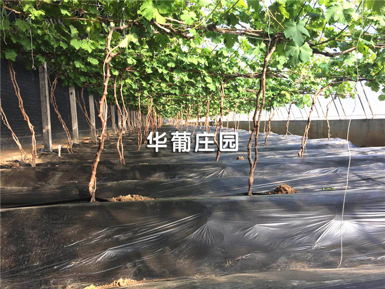 Q3110�LͲʽ����C